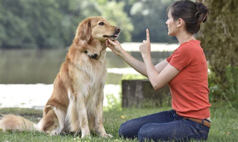 Canine Communication Part 1 Istudy