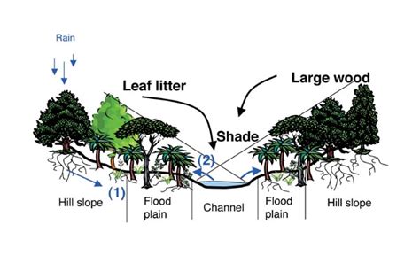 What does riparian habitat mean? Riparian management: how well are we doing? | NIWA