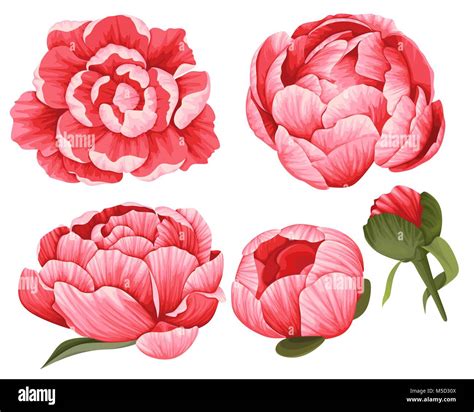 Peony Vector Clip Art Set Of 5 Red Beautiful Flowers Image Botanical