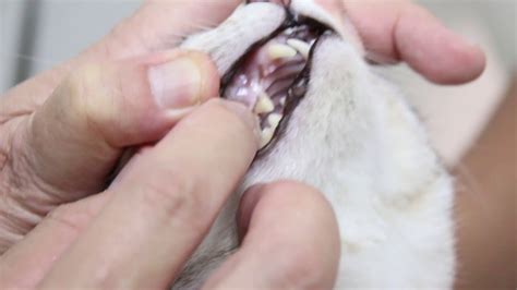 A 2 Year Old Cat Has Slimy And Bloody Vaginal Discharge Pyometra