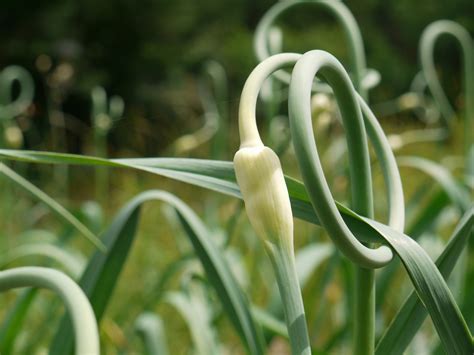 Garlic Scapes Should You Cut Them Or Leave Them Off The Grid News