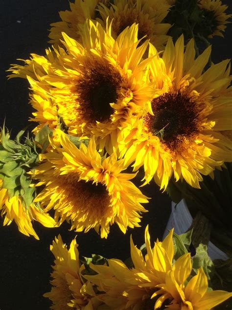 1070 university ave (cleveland) san diego, ca 92103 abd. Sunflowers at Hillcrest Farmers Market in San Diego, CA ...