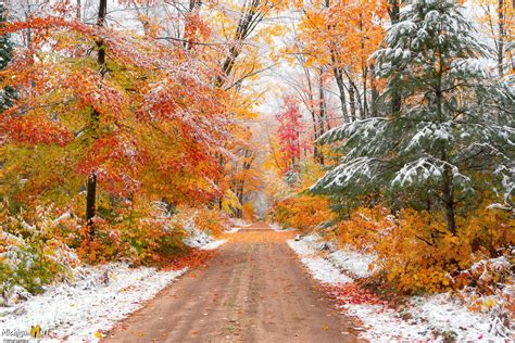 Snowy Trees Autumn In Hiawatha National Forest Fall Photography
