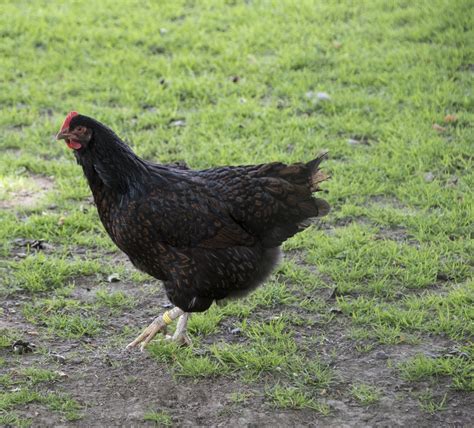 Australorp Chicken Breed Guide Know Your Chickens