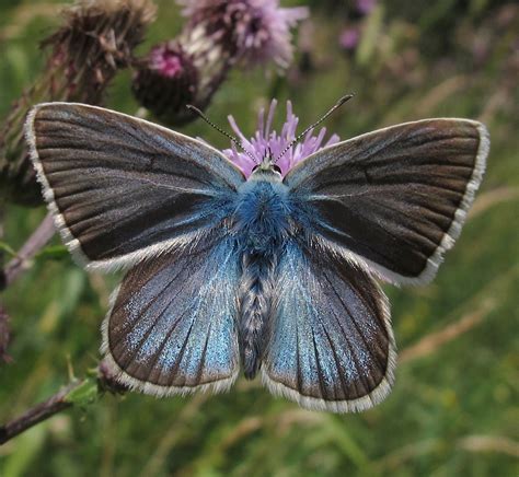 Damon Blue Polyommatus Damon Flying Flowers Alps Italy