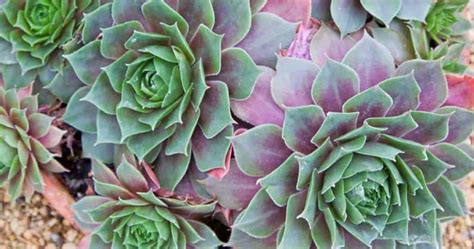Hen and chicken is a common name for several unrelated groups of plants. What Are The Best Succulent Ground Cover Plants?