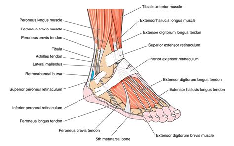 Anatomia Do Pé Ligamentos