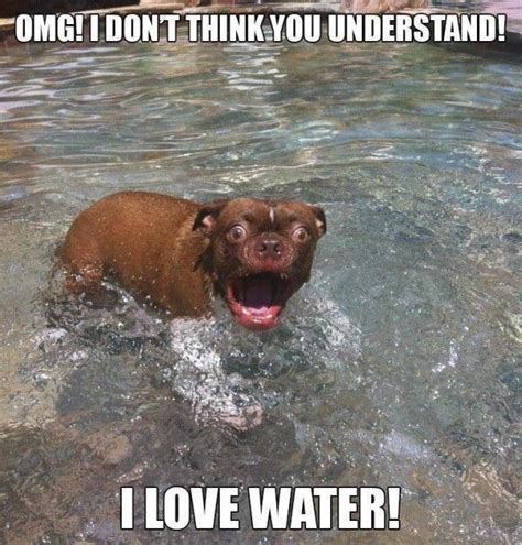 I Love Water Funny Dog Memes Funny Dog Pictures Funny Animal Pictures