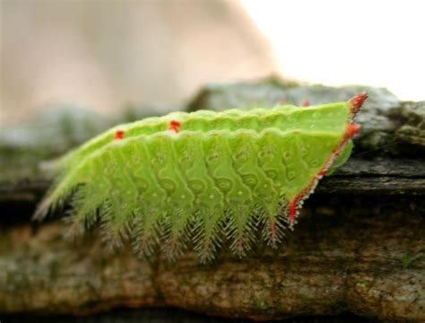 Slug Caterpillar Moths Missouri Department Of Conservation
