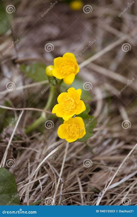 Beautiful Yellow Kingcup Flowers On A Natural Background In Spring