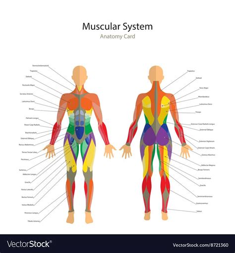 Muscles Anterior Full Body Diagram 03 Human Anatomy All System Deep