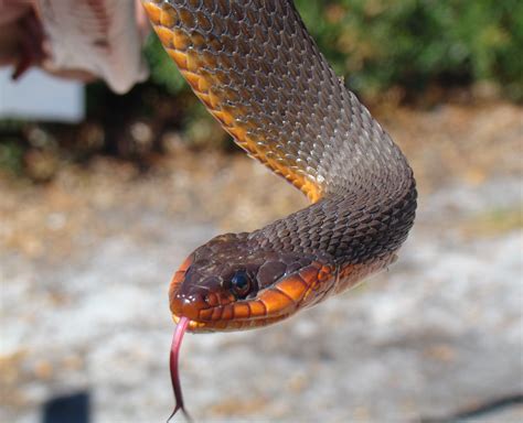 Red Belly Water Snake Close Up By Otakuleviathan On Deviantart