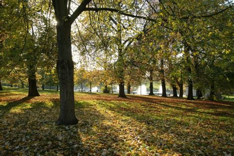 Why Are Trees So Important The Royal Parks