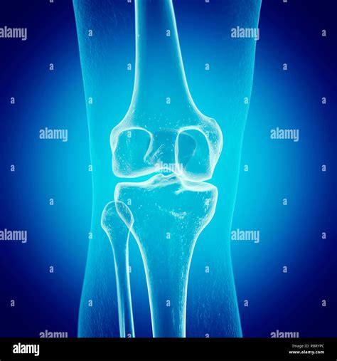 Illustration Of The Knee Stock Photo Alamy