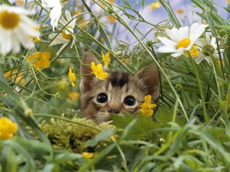Find the best kitten spring wallpaper on getwallpapers. Kitten Spring Wallpaper - WallpaperSafari