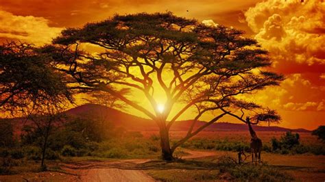 Bok Van Blerk Bosveld Afrika African Sunset Africa Sunset Landscape