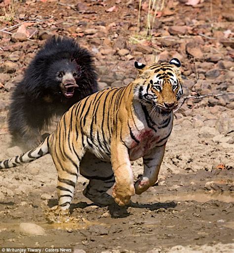 Video Shows A Tiger And Bear Fight In India Daily Mail Online