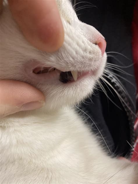 My Cat 10 Months Old Has This Black Spot On Her Gums It Doesnt Seem