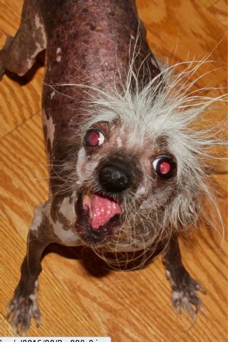 The contest was dominated by a pure breed. Meet the adorably ugly pups of the World's Ugliest Dog ...