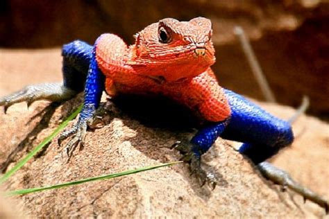 Ten Of The Worlds Most Amazing And Unusual Lizards