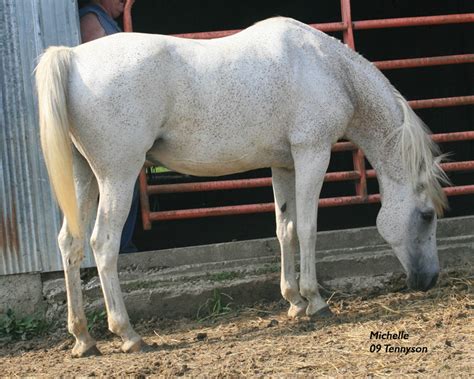 rogers arabians spanish  related arabian horses stallions mares foals  sale kansas