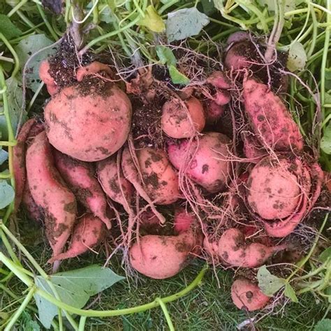 Okinawan Sweet Potatoes How To Plant Grow Hawaiian Purple Sweet Potatoes Sprouted Garden