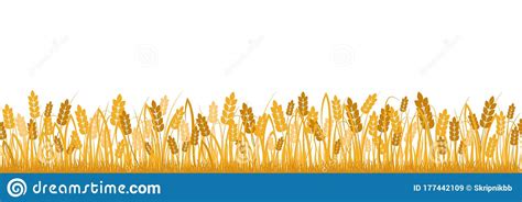 Cartoon Yellow Wheat Field Background Isolated On White Vector Flat