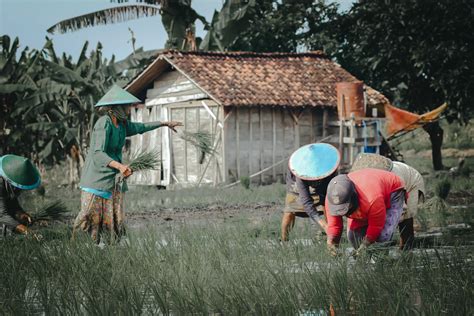 Contoh Kearifan Lokal Di Masyarakat Indonesia Dalam Kehidupan Sehari