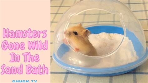 Hamsters In Sand Bath Youtube