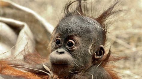 Baby Animals Chimpanzees Animals Orangutans Wallpapers