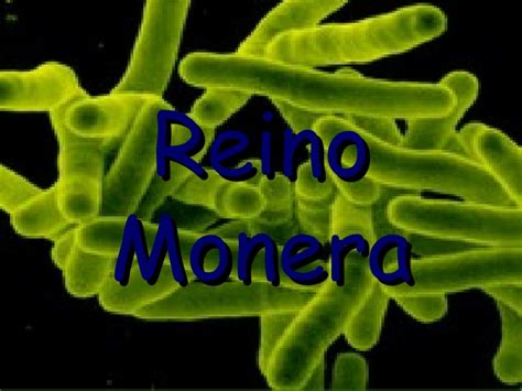 Ver más ideas sobre reino protista, recetas con algas, algas comestibles. Reino Monera