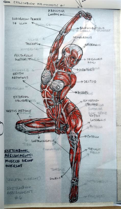 The deltoid, teres major, teres minor, infraspinatus, supraspinatus (not shown) and subscapularis muscles (not shown) all extend from the scapula to the humerus and act on the shoulder joint. 2015 Figure Drawing - Citrus College * MUSCLES Overlay ...