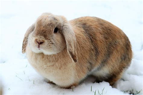 Rabbit Animal Animals Bunny Snow Bunnies Snowing Wildlife Hd