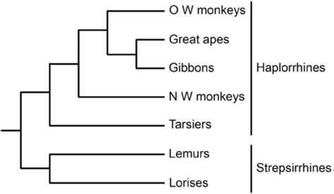 Classification Of Primates 12 Strepsirrhines And Haplorrhines Are