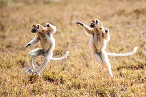 Leaping Lemurs By Rainer