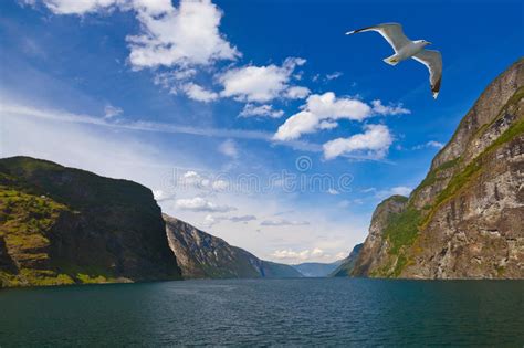 Fjord Naeroyfjord In Norway Famous Unesco Site Stock Image Image Of