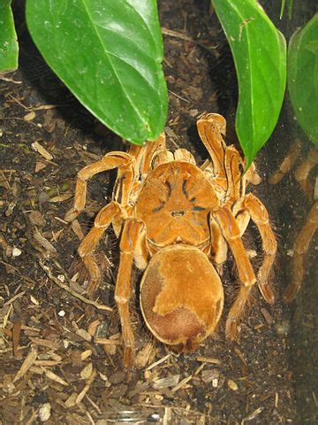 The goliath birdeater (theraphosa blondi), also called the bird eating spider, is a tarantula, which is arguably the largest spider in the world. Keeping the World's Largest Tarantula: a Zoo Keeper's ...