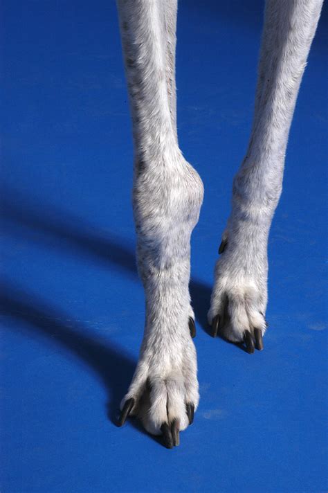 Bone Cancer In Dogs Leg Pictures Cancerwalls