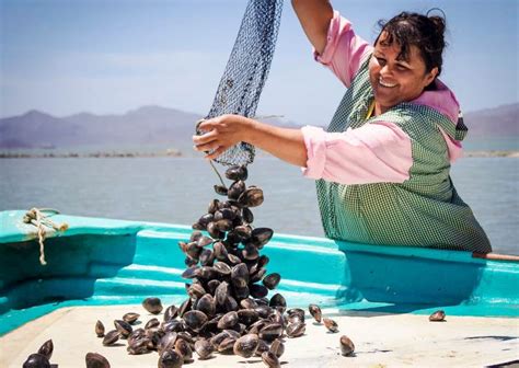 En México Más De 22 Mil Mujeres Se Dedican A La Pesca Y Acuacultura