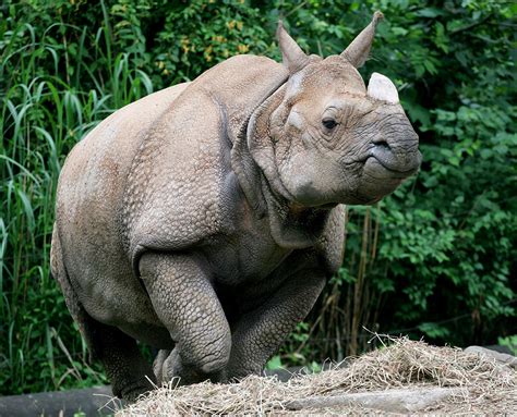 The endangered species act (esa) was established in 1973 to protect imperiled species and the ecosystems upon which they depend and help them insect populations overall are declining due to climate change, habitat degradation, herbicides and pesticides. Endangered Indian Animals