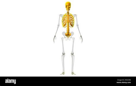 Squelette Humain Squelette Axial Anatomie 3d Illustration Photo Stock