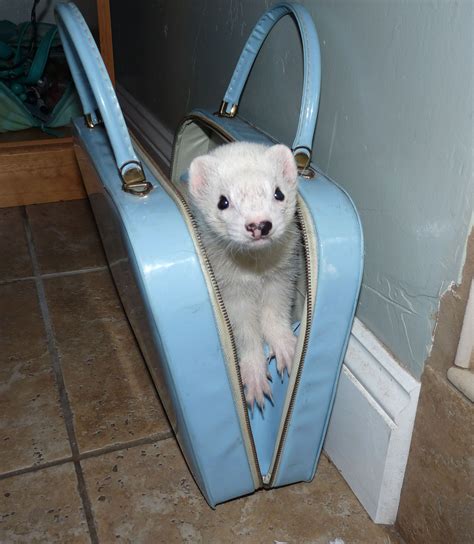 I Wants To Go With You Ferrets Pets Animals Cute Ferrets Pet Ferret