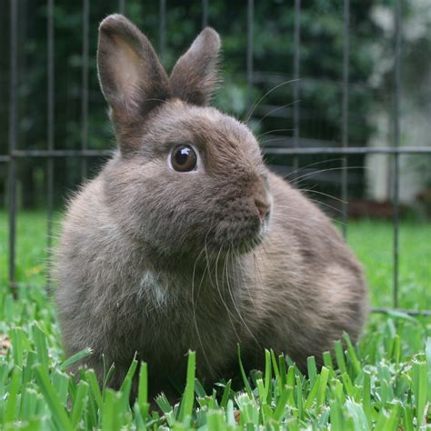 Lilly Female Netherland Dwarf Rabbit In Nsw Petrescue
