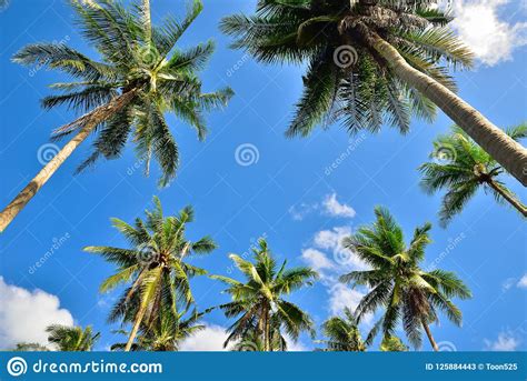 Uprisen Angle Perspective View Of Coconut Palm Tree Stock Image Image