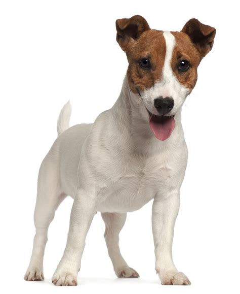 Not all pet food is made equally. Jack Russell Terrier Breed Info - Happy Jack Russell