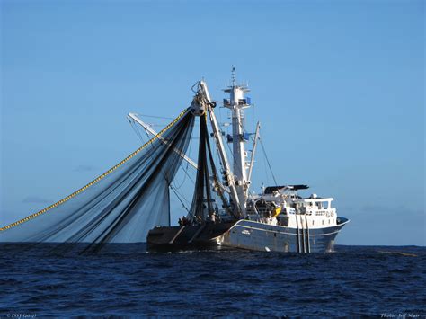 Purse Seine Vessel