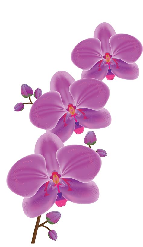 Floral Clipart Orchid Floral Orchid Transparent Free For Download On