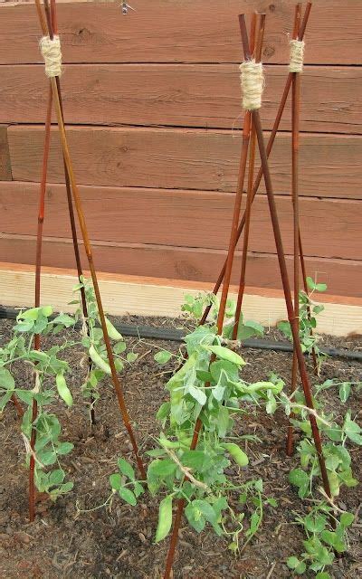 How To Make Bamboo Garden Trellises Peas Beans Squash Tomatoes