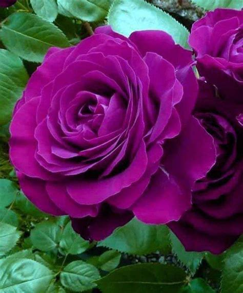Chamarichobdee On Twitter Beautiful Rose Flowers Hybrid Tea Roses