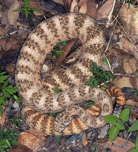 Another Image Of The Tiger Rattlesnake BugGuide Net